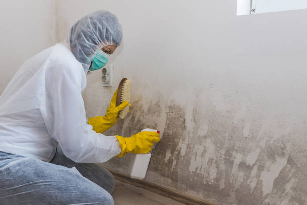 Best Mold Damage Repair  in Hermiston, OR