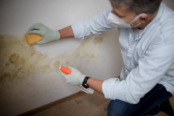 Best Professional Mold Removal  in Hermiston, OR