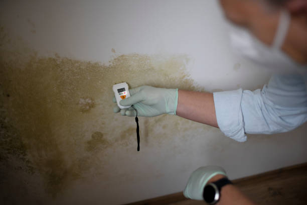 Best Black Mold Removal  in Hermiston, OR