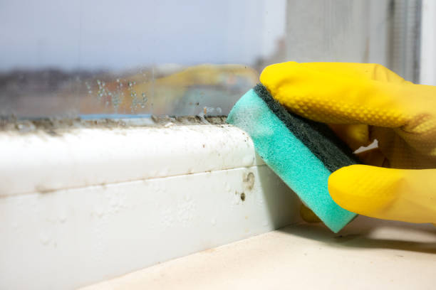 Best Best Mold Removal Companies  in Hermiston, OR