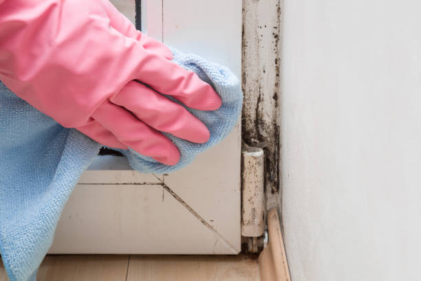 Best Certified Mold Removal  in Hermiston, OR